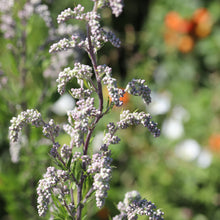 Lade das Bild in den Galerie-Viewer, Beifuss (Artemisia vulgaris)