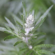 Lade das Bild in den Galerie-Viewer, Beifuss (Artemisia vulgaris)