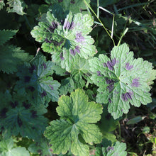 Lade das Bild in den Galerie-Viewer, Brauner Storchschnabel (Geranium phaeum)