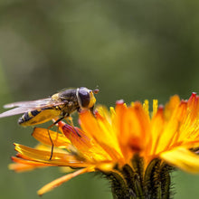 Lade das Bild in den Galerie-Viewer, Orangerotes Habichtskraut (Hieracium aurantiacum)