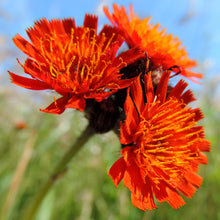 Lade das Bild in den Galerie-Viewer, Orangerotes Habichtskraut (Hieracium aurantiacum)