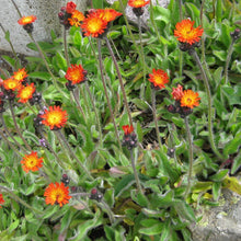 Lade das Bild in den Galerie-Viewer, Orangerotes Habichtskraut (Hieracium aurantiacum)