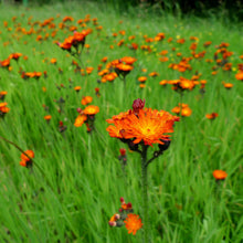 Lade das Bild in den Galerie-Viewer, Orangerotes Habichtskraut (Hieracium aurantiacum)