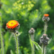 Lade das Bild in den Galerie-Viewer, Orangerotes Habichtskraut (Hieracium aurantiacum)
