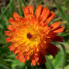 Lade das Bild in den Galerie-Viewer, Orangerotes Habichtskraut (Hieracium aurantiacum)
