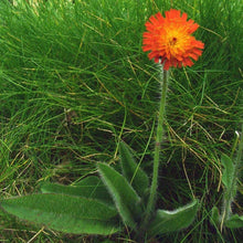 Lade das Bild in den Galerie-Viewer, Orangerotes Habichtskraut (Hieracium aurantiacum)