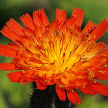 Lade das Bild in den Galerie-Viewer, Orangerotes Habichtskraut (Hieracium aurantiacum)