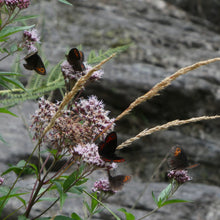 Lade das Bild in den Galerie-Viewer, Wasserdost (Eupatorium cannabinum)