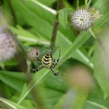 Lade das Bild in den Galerie-Viewer, Teufelsabbiss (Succisa pratensis)