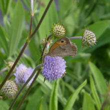 Lade das Bild in den Galerie-Viewer, Teufelsabbiss (Succisa pratensis)