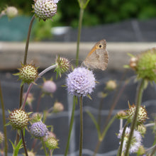 Lade das Bild in den Galerie-Viewer, Teufelsabbiss (Succisa pratensis)
