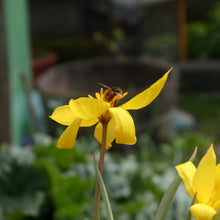 Lade das Bild in den Galerie-Viewer, Weinberg-Tulpe (Tulipa sylvestris)  Bio Blumenzwiebeln