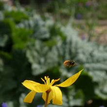 Lade das Bild in den Galerie-Viewer, Weinberg-Tulpe (Tulipa sylvestris)  Bio Blumenzwiebeln