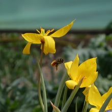 Lade das Bild in den Galerie-Viewer, Weinberg-Tulpe (Tulipa sylvestris)  Bio Blumenzwiebeln