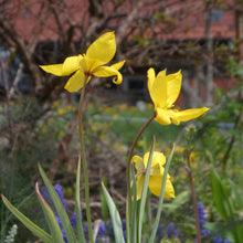 Lade das Bild in den Galerie-Viewer, Weinberg-Tulpe (Tulipa sylvestris)  Bio Blumenzwiebeln