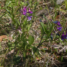 Lade das Bild in den Galerie-Viewer, Frühlings-Platterbse (Lathyrus vernus)