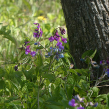 Lade das Bild in den Galerie-Viewer, Frühlings-Platterbse (Lathyrus vernus)
