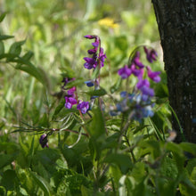 Lade das Bild in den Galerie-Viewer, Frühlings-Platterbse (Lathyrus vernus)