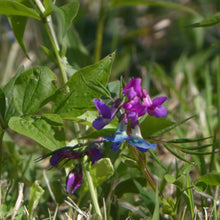 Lade das Bild in den Galerie-Viewer, Frühlings-Platterbse (Lathyrus vernus)