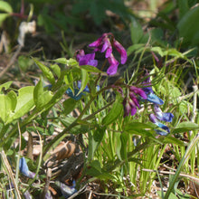 Lade das Bild in den Galerie-Viewer, Frühlings-Platterbse (Lathyrus vernus)