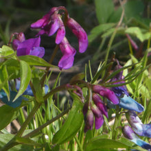 Lade das Bild in den Galerie-Viewer, Frühlings-Platterbse (Lathyrus vernus)