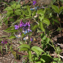 Lade das Bild in den Galerie-Viewer, Frühlings-Platterbse (Lathyrus vernus)