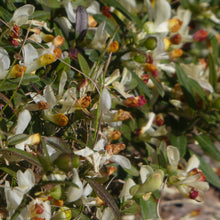 Lade das Bild in den Galerie-Viewer, Buchsblättrige Kreuzblume (Polygala chamaebuxus)