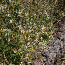 Lade das Bild in den Galerie-Viewer, Buchsblättrige Kreuzblume (Polygala chamaebuxus)