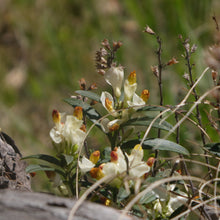 Lade das Bild in den Galerie-Viewer, Buchsblättrige Kreuzblume (Polygala chamaebuxus)