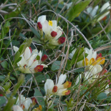 Lade das Bild in den Galerie-Viewer, Buchsblättrige Kreuzblume (Polygala chamaebuxus)