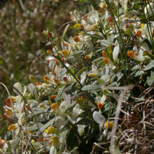 Lade das Bild in den Galerie-Viewer, Buchsblättrige Kreuzblume (Polygala chamaebuxus)