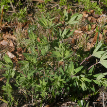 Lade das Bild in den Galerie-Viewer, Wald-Labkraut (Galium sylvaticum)