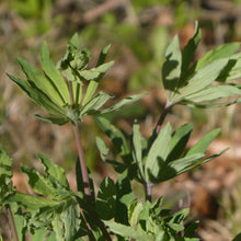 Lade das Bild in den Galerie-Viewer, Wald-Labkraut (Galium sylvaticum)
