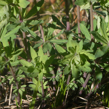 Lade das Bild in den Galerie-Viewer, Wald-Labkraut (Galium sylvaticum)