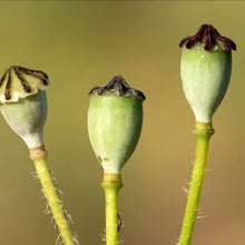 Lade das Bild in den Galerie-Viewer, Klatschmohn (Papaver rhoeas)