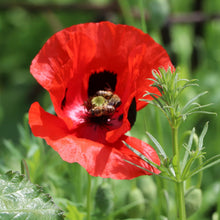 Lade das Bild in den Galerie-Viewer, Klatschmohn (Papaver rhoeas)