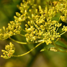Lade das Bild in den Galerie-Viewer, Pastinak (Pastinaca sativa)