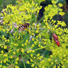 Lade das Bild in den Galerie-Viewer, Pastinak (Pastinaca sativa)
