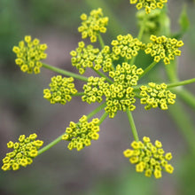 Lade das Bild in den Galerie-Viewer, Pastinak (Pastinaca sativa)
