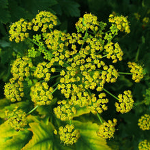 Lade das Bild in den Galerie-Viewer, Pastinak (Pastinaca sativa)
