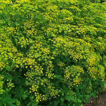 Lade das Bild in den Galerie-Viewer, Pastinak (Pastinaca sativa)
