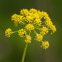 Lade das Bild in den Galerie-Viewer, Pastinak (Pastinaca sativa)