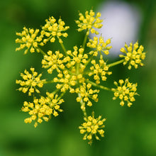 Lade das Bild in den Galerie-Viewer, Pastinak (Pastinaca sativa)
