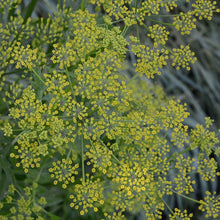 Lade das Bild in den Galerie-Viewer, Pastinak (Pastinaca sativa)
