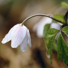 Lade das Bild in den Galerie-Viewer, Buschwindröschen (Anemone nemorosa)