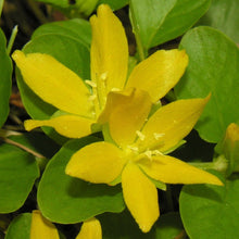 Lade das Bild in den Galerie-Viewer, Pfennigkraut (Lysimachia nummularia)