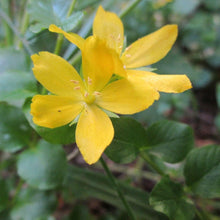 Lade das Bild in den Galerie-Viewer, Pfennigkraut (Lysimachia nummularia)