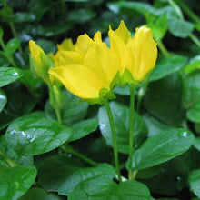 Lade das Bild in den Galerie-Viewer, Pfennigkraut (Lysimachia nummularia)
