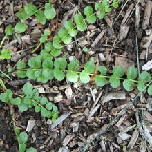 Lade das Bild in den Galerie-Viewer, Pfennigkraut (Lysimachia nummularia)