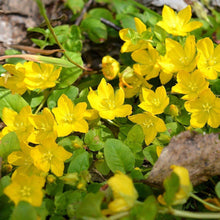 Lade das Bild in den Galerie-Viewer, Pfennigkraut (Lysimachia nummularia)